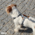 Dashi Solid Back Harness Grey - nastaviteľný postroj na stráženie psa, šedý - M