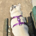 Dashi Solid Back Harness Purple - nastaviteľný postroj na stráženie psa, fialový - M