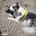 Dashi Solid Back Harness Yellow - nastaviteľný postroj na stráženie psa, žltý - XS