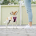Dashi Unicorn Neo Mesh postroj - beztlakový, obojstranný postroj pre psa, vyrobený z neoprénu, vzor jednorožec - L Dashi Unicorn Neo Mesh postroj - beztlakový, obojstranný postroj pre psa, vyrobený z neoprénu, vzor jednorožec - L