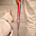 Predný postroj Dashi Stripes Red & Blue - Postroj pre nórskeho psa, bez ťahania, červené a modré pruhy - L