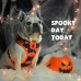Dashi Pumpkin Neo Mesh postroj - beztlakový, obojstranný postroj pre psa, halloweensky tekvicový vzor - XL