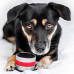 Relaxopet Animal Relaxation Trainer Pro - relaxačné a upokojujúce zariadenie pre vášho psa Relaxopet Animal Relaxation Trainer Pro - relaxačné a upokojujúce zariadenie pre vášho psa