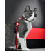 Dashi Stripes Red & Black Cat Harness + Leash - postroj a vodítko pre mačky, sada, červené a čierne pruhy