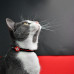 Dashi Stripes Red & Black Cat Collar - obojok pre mačky, červené a čierne pásiky