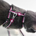 Dashi Stripes Purple & Black Cat Harness + Leash - postroj a vodítko pre mačky, sada, fialové a čierne pruhy