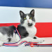 Dashi Stripes Red & Blue Cat Harness + Leash - postroj a vodítko pre mačky, sada, červené a modré pruhy