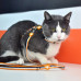 Dashi Stripes Orange & Black Cat Harness + Leash - postroj a vodítko pre mačky, sada, oranžové a čierne pruhy