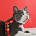 Dashi Solid Cat Harness + Leash - postroj a vodítko pre mačky, sada - Červená