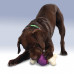 PetSafe Busy Buddy Bouncy Bone - žuvacia hračka s maškrtami pre psov, loptička s kosťou - S