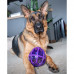 PetSafe Busy Buddy Kibble Nibble - hračka pre psov, vajíčko - S PetSafe Busy Buddy Kibble Nibble - hračka pre psov, vajíčko - S