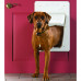 PetSafe SmartDoor Electronic Pet Door Large - automatické dvierka pre psov