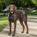 PetSafe CareLift Support Harness - rehabilitačný postroj pre psa, nosič pre veľkého psa - L