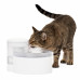 PetSafe Outlast Pumpless Pet Fountain 1,7L - fontána pre mačky, psy, inovatívna technológia bez pumpy