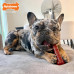 Nylabone Power Chew Basted Blast Bone - tvrdé žuvanie pre psov, kosť s dvoma príchuťami, slanina a steak - M Nylabone Power Chew Basted Blast Bone - tvrdé žuvanie pre psov, kosť s dvoma príchuťami, slanina a steak - M