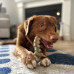 Nylabone Power Chew Gator Tail Alternative - tvrdé žuvanie pre psov, aligátorí chvost s kuracou vôňou Nylabone Power Chew Gator Tail Alternative - tvrdé žuvanie pre psov, aligátorí chvost s kuracou vôňou