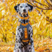 Kurgo Journey Air Harness Orange - postroj na beh pre psov, oranžový - M Kurgo Journey Air Harness Orange - postroj na beh pre psov, oranžový - M