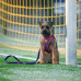 Max&Molly FC Barcelona Air Vest Postroj pre psa - beztlakový postroj pre psa s motívom futbalového klubu - M