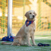 Max&Molly FC Barcelona Bandana - obojstranná bandana pre psa s motívom futbalového klubu - S Max&Molly FC Barcelona Bandana - obojstranná bandana pre psa s motívom futbalového klubu - S