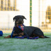 Max&Molly FC Barcelona Bandana - obojstranná bandana pre psa s motívom futbalového klubu - S Max&Molly FC Barcelona Bandana - obojstranná bandana pre psa s motívom futbalového klubu - S