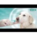 Emmi-Pet 2.0 Basic Set - profesionálna, ultrazvuková zubná kefka na odstraňovanie zubného kameňa u zvierat - NOVÝ MODEL