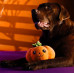 Plyšová hračka Dashi Halloween Jackie - plyšová hračka pre psa, halloweenska tekvica