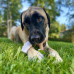 Nylabone Extreme Chew Marshmallow Stick - tvrdá žuvacia tyčinka pre psov, marshmallows na tyčinke s vôňou arašidového masla Nylabone Extreme Chew Marshmallow Stick - tvrdá žuvacia tyčinka pre psov, marshmallows na tyčinke s vôňou arašidového masla