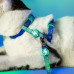 Dashi Lumix Borealis Cat Harness + Leader - sada postroja a vodítka pre mačky, modrá a zelená
